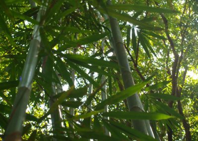 Bambus v deštném pralese